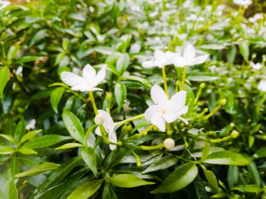 Küçük beyaz çiçekler ve bahçedeki yeşil yapraklı tomurcukları. Çiçeklerin beş yaprağı ve uzun bir sapı vardır. Yaprakların uçları keskindir..