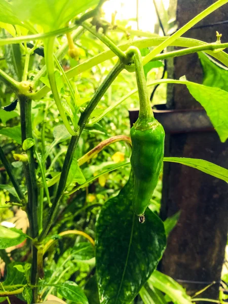 Close Shot Green Chilly Hanging Plant Rain Green Chilly Its — стоковое фото