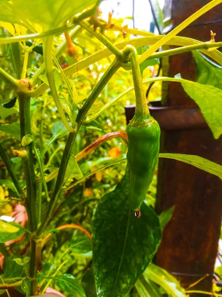 Close Shot Green Chilly Hanging Plant Rain Green Chilly Its — стоковое фото