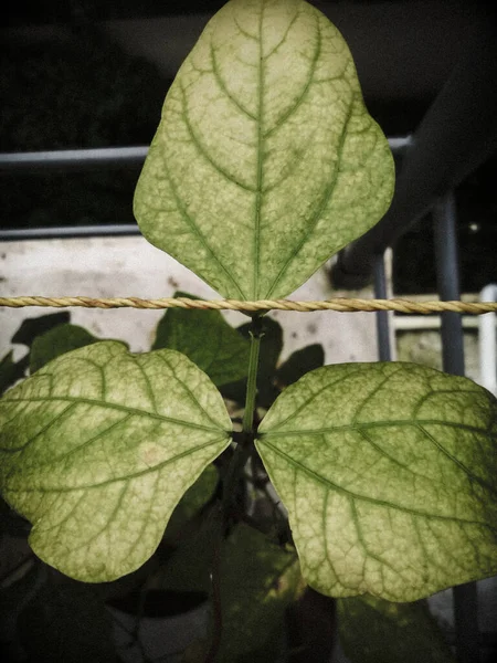 Primer Plano Tres Hojas Consecutivas Una Planta Guisantes Las Hojas —  Fotos de Stock