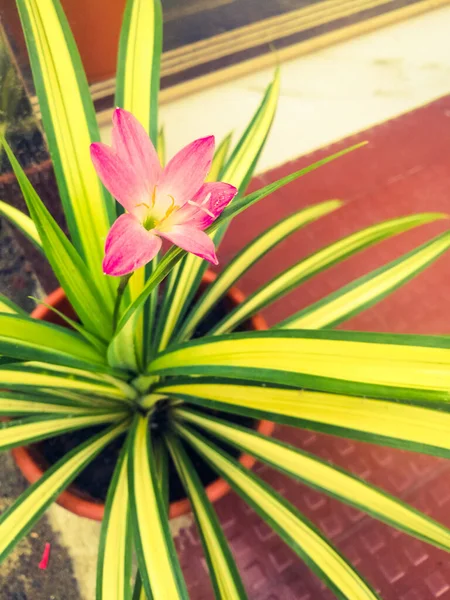 Beautiful Pink Flower Grass Plant Clay Pot Leaves Have Green — Stock Photo, Image