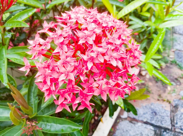 Close Flor Ixora Com Cor Vermelha Para Onam Flores Estão — Fotografia de Stock