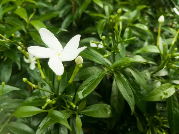 庭に芽と緑の葉を持つ美しい白い花のクローズアップショット 花は5枚の花弁を持ち 長い茎を持っています — ストック写真