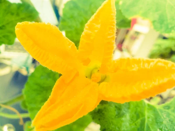 Primer Plano Una Flor Calabaza Amarilla Flor Tiene Cuatro Pétalos — Foto de Stock