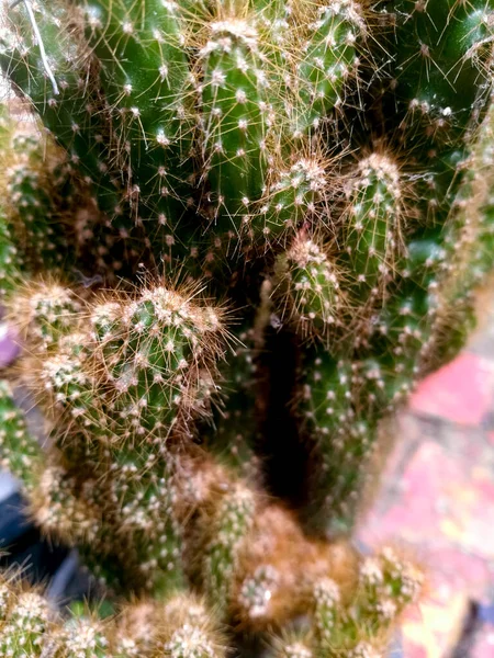 Cactus Planta Miniatura Pote Com Pequenos Espinhos Espinhos Nele Tronco — Fotografia de Stock