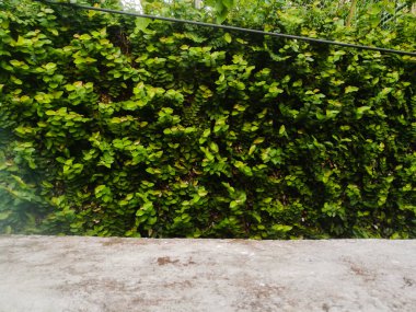 Yeşil dekore edilmiş duvar, sarkık yapraklı sarmaşıklar kullanıyor. Yapraklar yeşil ve sarı gölgeli. Duvar, altında yapraklar ve köklerle dolu..