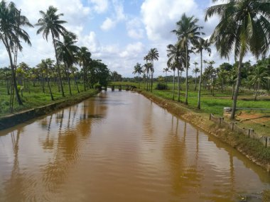 Hindistan cevizi ağaçları kıyıda ve yüzen ördeklerin olduğu doğal uzun göller. Hindistan cevizi ağaçları gölün her iki tarafında sıralanmıştır. Gökyüzü berrak beyaz bulutlara sahiptir ve kıyılar iyi inşa edilmiştir..