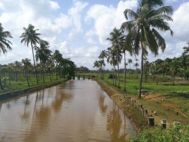 Hindistan cevizi ağaçları kıyıda ve yüzen ördeklerin olduğu doğal uzun göller. Hindistan cevizi ağaçları gölün her iki tarafında sıralanmıştır. Gökyüzü berrak beyaz bulutlara sahiptir ve kıyılar iyi inşa edilmiştir..