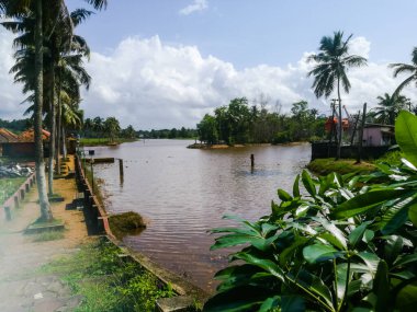 Çevresinde yeşillik ve yüzen ördekler olan doğa su cisimleri. Sahnede ağaçlar ve ördekler olan su cephesi manzaralı. Suyun koyu renk ve yeşil ağaçları var..