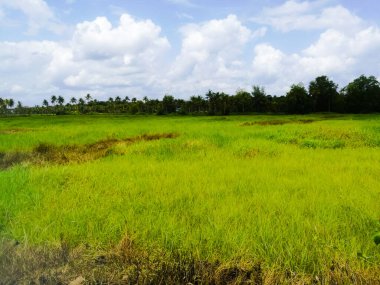 Bulutlu beyaz gökyüzünün altında yeşil tarlalar ve hindistan cevizi ağaçları. Ağaçlar koyu yeşil renkli ve tarlalar açık yeşil renkli. Yakınındaki yolu da görebiliyoruz..
