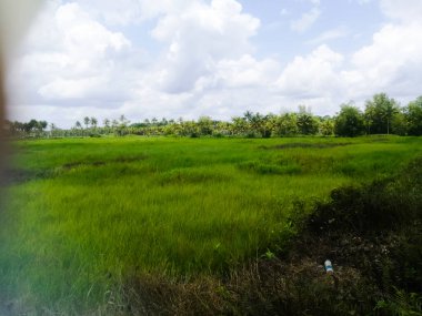 Bulutlu beyaz gökyüzünün altında yeşil tarlalar ve hindistan cevizi ağaçları. Ağaçlar koyu yeşil renkli ve tarlalar açık yeşil renkli. Yakınındaki yolu da görebiliyoruz..