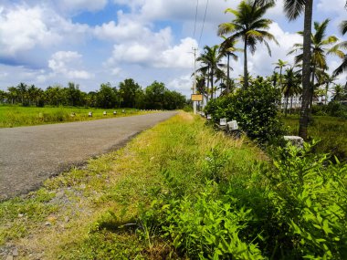 Bulutlu beyaz gökyüzünün altında yeşil tarlalar ve hindistan cevizi ağaçları. Ağaçlar koyu yeşil renkli ve tarlalar açık yeşil renkli. Yakınındaki yolu da görebiliyoruz..