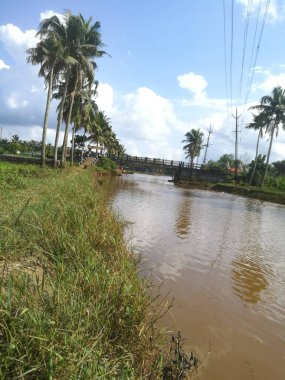 Hindistan cevizi ağaçları kıyıda ve yüzen ördeklerin olduğu doğal uzun göller. Hindistan cevizi ağaçları gölün her iki tarafında sıralanmıştır. Gökyüzü berrak beyaz bulutlara sahiptir ve kıyılar iyi inşa edilmiştir..