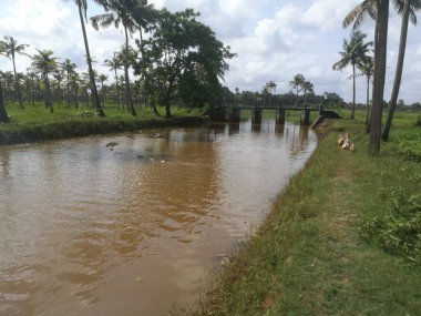 Hindistan cevizi ağaçları kıyıda ve yüzen ördeklerin olduğu doğal uzun göller. Hindistan cevizi ağaçları gölün her iki tarafında sıralanmıştır. Gökyüzü berrak beyaz bulutlara sahiptir ve kıyılar iyi inşa edilmiştir..
