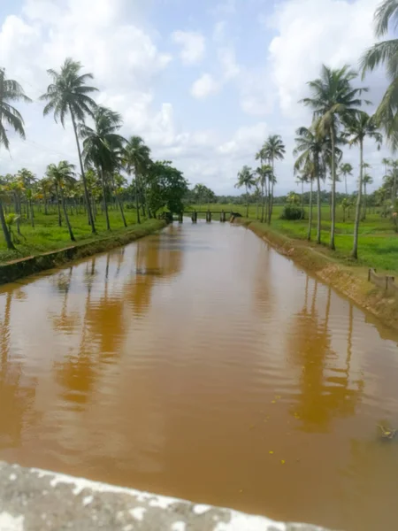 Naturaleza Lagos Largos Con Cocoteros Orilla Patos Flotantes Ella Los —  Fotos de Stock