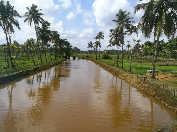 Naturaleza Lagos Largos Con Cocoteros Orilla Patos Flotantes Ella Los —  Fotos de Stock