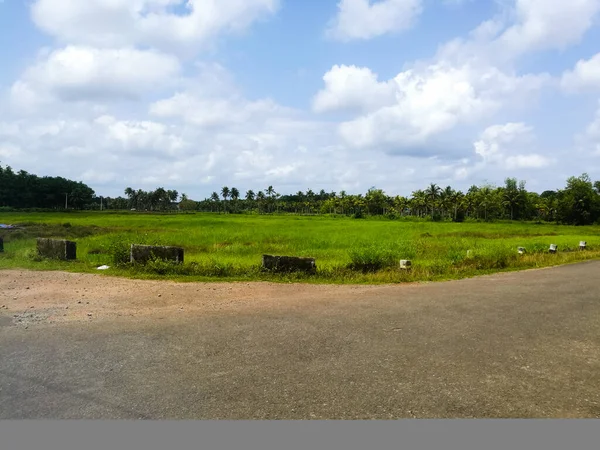 Green Fields Coconut Trees Cloudy White Sky Trees Dark Green — Stock Photo, Image