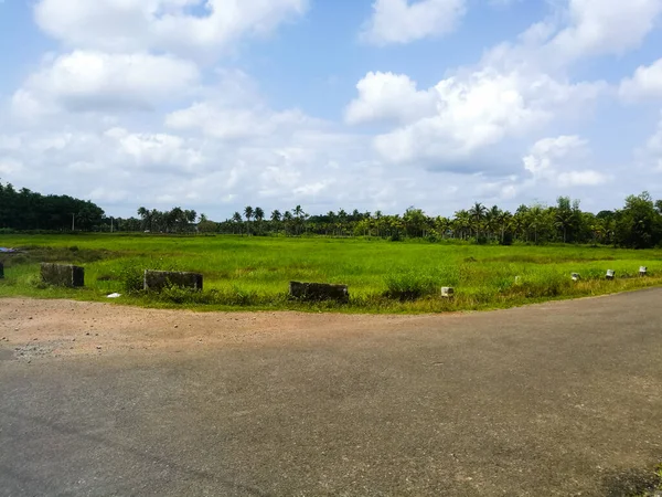 Ladang Hijau Dan Pohon Kelapa Bawah Langit Putih Berawan Pohon — Stok Foto