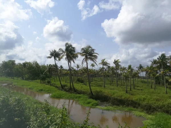 Grüne Felder Und Kokospalmen Unter Wolkenverhangenem Weißen Himmel Die Bäume — Stockfoto