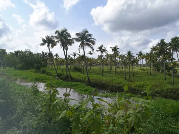 Green Fields Coconut Trees Cloudy White Sky Trees Dark Green — Stock Photo, Image