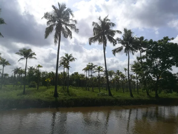 Ladang Hijau Dan Pohon Kelapa Bawah Langit Putih Berawan Pohon — Stok Foto