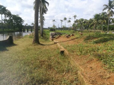 Ördekler, tarlalara yakın yüzmek için sığınaklarından göle iniyorlar. Ördekler ikiden fazla grup halinde ve göl kenarında hindistan cevizi ağaçları var..