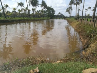 Hindistan cevizi ağaçları kıyıda ve yüzen ördeklerin olduğu doğal uzun göller. Hindistan cevizi ağaçları gölün her iki tarafında sıralanmıştır. Gökyüzü berrak beyaz bulutlara sahiptir ve kıyılar iyi inşa edilmiştir..