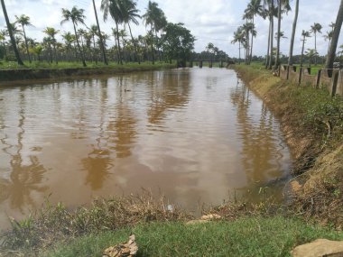 Hindistan cevizi ağaçları kıyıda ve yüzen ördeklerin olduğu doğal uzun göller. Hindistan cevizi ağaçları gölün her iki tarafında sıralanmıştır. Gökyüzü berrak beyaz bulutlara sahiptir ve kıyılar iyi inşa edilmiştir..