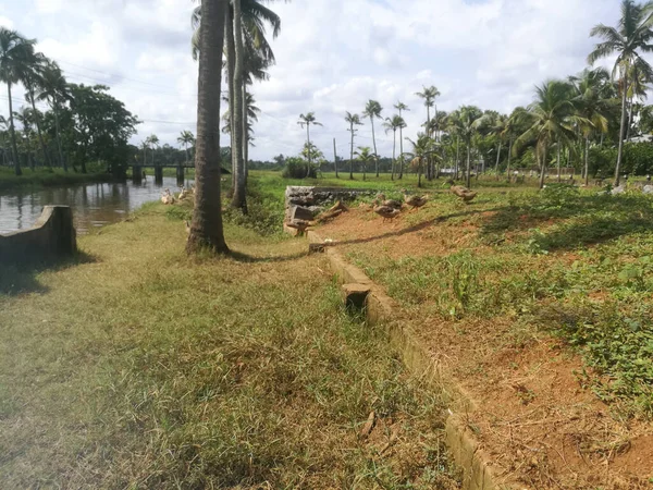 Ördekler, tarlalara yakın yüzmek için sığınaklarından göle iniyorlar. Ördekler ikiden fazla grup halinde ve göl kenarında hindistan cevizi ağaçları var..