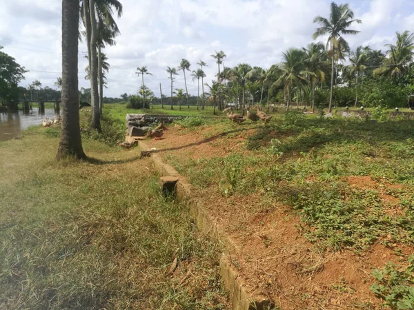 Ördekler, tarlalara yakın yüzmek için sığınaklarından göle iniyorlar. Ördekler ikiden fazla grup halinde ve göl kenarında hindistan cevizi ağaçları var..