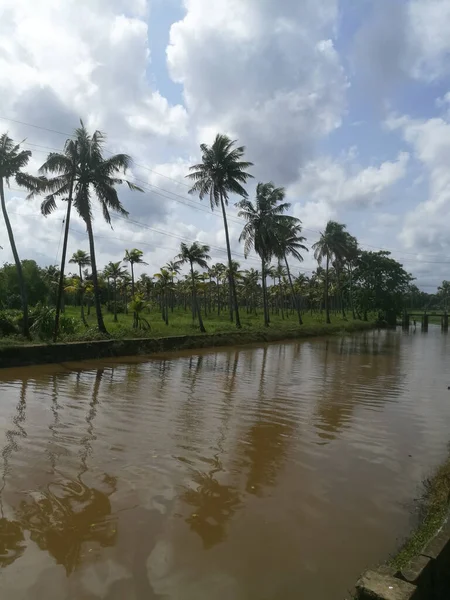 Hindistan cevizi ağaçları kıyıda ve yüzen ördeklerin olduğu doğal uzun göller. Hindistan cevizi ağaçları gölün her iki tarafında sıralanmıştır. Gökyüzü berrak beyaz bulutlara sahiptir ve kıyılar iyi inşa edilmiştir..