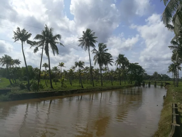 Naturaleza Lagos Largos Con Cocoteros Orilla Patos Flotantes Ella Los —  Fotos de Stock