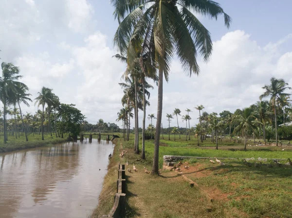 Naturaleza Lagos Largos Con Cocoteros Orilla Patos Flotantes Ella Los —  Fotos de Stock