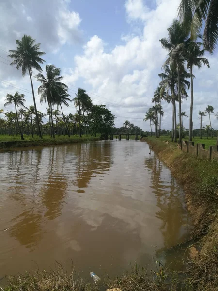 Naturaleza Lagos Largos Con Cocoteros Orilla Patos Flotantes Ella Los —  Fotos de Stock