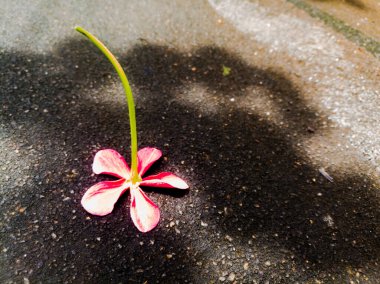 Pembe bir çiçek yere düşmüş. Çiçeğin beş yaprağı ve uzun sapı var. Yapraklar küçük ve geniş uçlu. Uzun sapın yeşil rengi var..