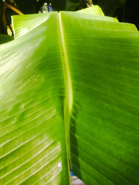 Plátano Verde Plano Hoja Con Líneas Ella Hoja Ancha Tiene — Foto de Stock