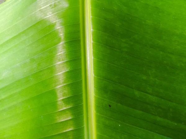 绿色的香蕉叶特写镜头 上面有线条 叶子宽 有线条 从中央的凹槽部分一直延伸到两端 叶子表面光滑而光亮 — 图库照片