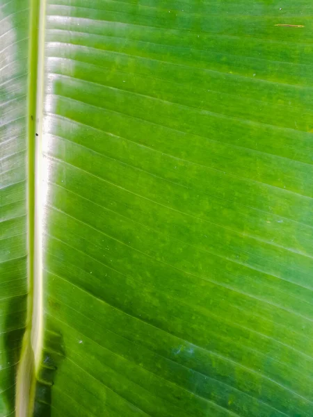 Folha Banana Verde Close Tiro Com Linhas Sobre Ele Folha — Fotografia de Stock