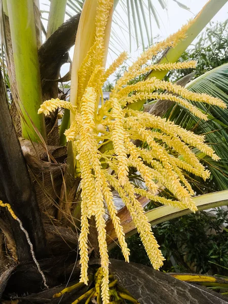 The front view of a coconut tree flower having both male and female flowers from the spathe.Can see the flowers developed in the coconut tree.Behind that can see the tender coconuts also.