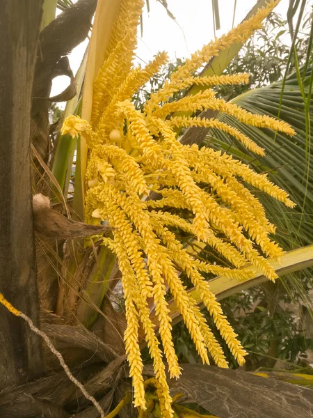 Widok Przodu Kwiat Drzewa Kokosowego Posiadające Zarówno Męskie Żeńskie Kwiaty Obraz Stockowy