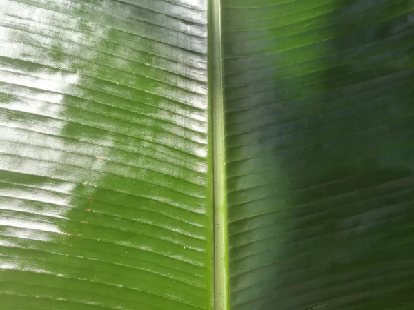 Folha Banana Para Onam Sadhya Colocado Tatame Folha Longa Com — Fotografia de Stock