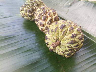Muz yaprağına izole edilmiş muhallebi elması. Meyvenin sert teni ve derisinde siyah ve yeşil gölgeler var. Yeşil muz yaprağının üzerinde çizgiler var..