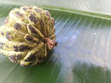 Muz yaprağına izole edilmiş muhallebi elması. Meyvenin sert teni ve derisinde siyah ve yeşil gölgeler var. Yeşil muz yaprağının üzerinde çizgiler var..