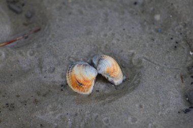 Kuzey denizinin kumsalında kabuklu deniz hayvanları