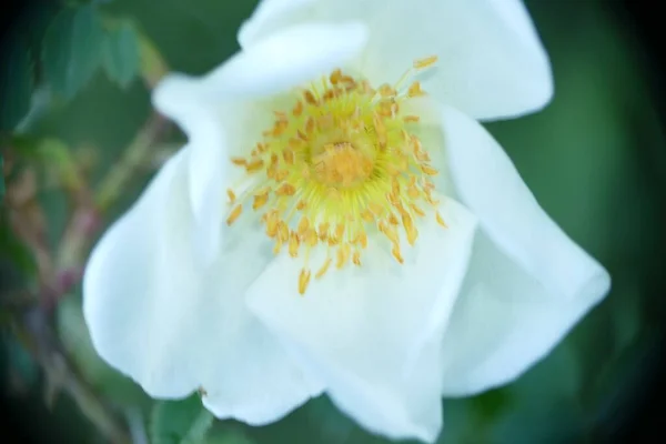 Makroaufnahme Einer Weissen Blume Makroskopi Vit Blomma — Stockfoto