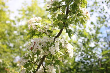 Bir dalda beyaz çiçekler açar.