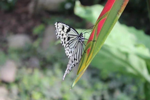 Μια Κοντινή Ματιά Μια Όμορφη Πεταλούδα — Φωτογραφία Αρχείου