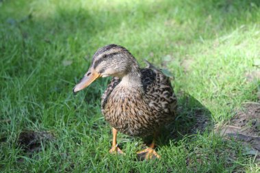 Bir ördek yeşil bir çayırda yürüyor