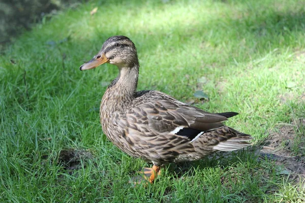 Eine Ente Geht Über Eine Grüne Wiese — Stockfoto