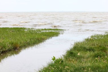 Mor çiçekli bir çalı.